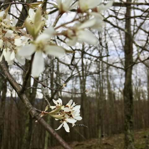 Serviceberry blooms.