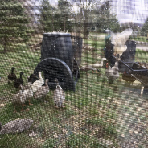 Feathered kids viewed through the potting room window.