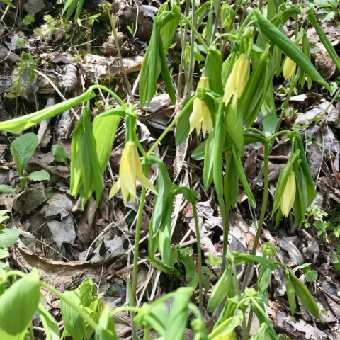 May 7. Bellwort.