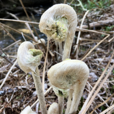 Fiddle heads.