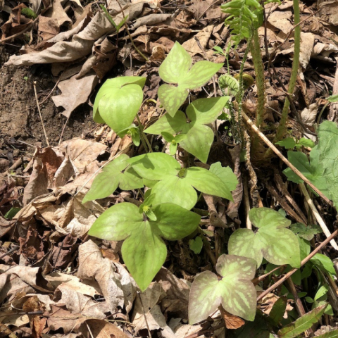 Hepatica.