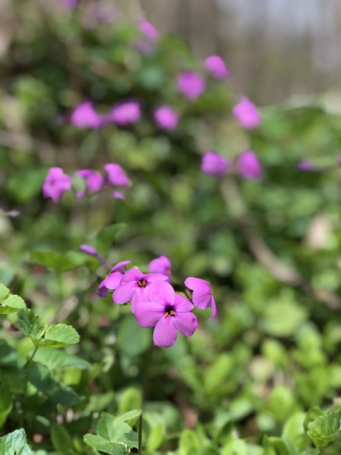 Phlox.