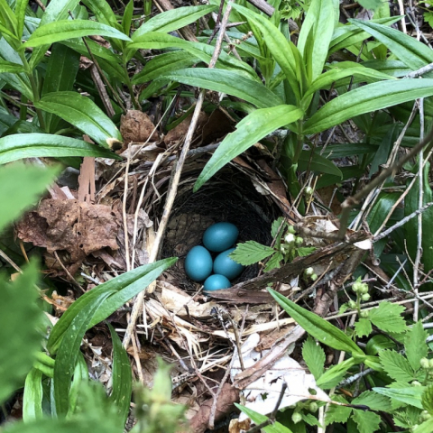 Wood Thrush eggs.