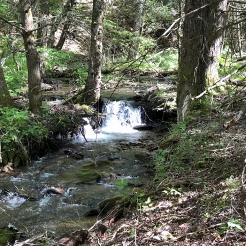 Slabcamp Run in Hidden Valley.