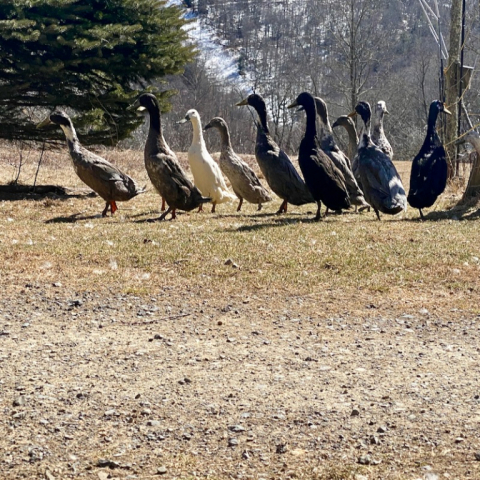 Runner Ducks. March 8.