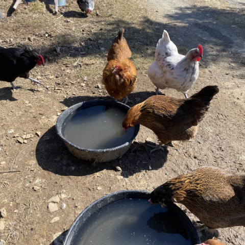 Clio, Toni, Shirley, Rhoda. 