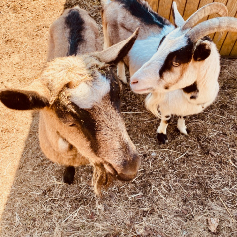 Miss Clyde and Dora. March 11.