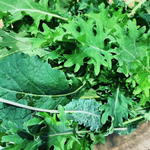 Baby kale from the greenhouse. March 27.