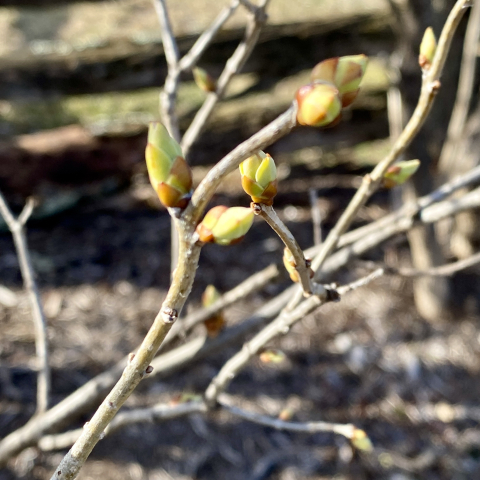 March 5. Lilac.