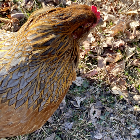 Ethel.