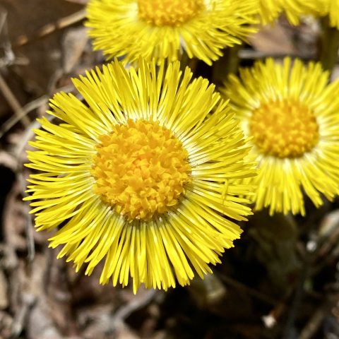 Coltsfoot.