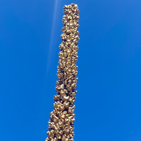Mullein.