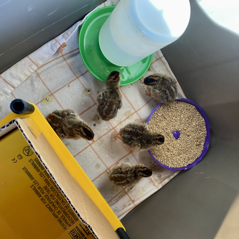 April 13. Guinea Keets!