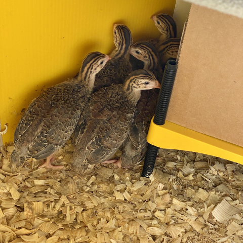 April 29. They're growing fast! And super shy. But we're working on that.