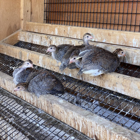 May 5. We move the 4-week-old keets from the porch to the real coop. 