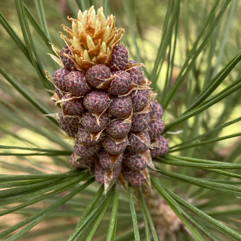 May 14. Pine blossom.