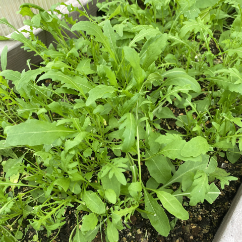 Arugula in the greenhouse.