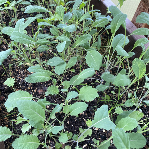 Kale in the greenhouse.
