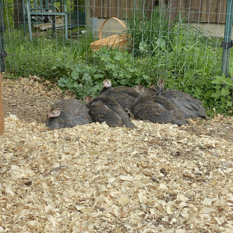 Guineas explore the chicken run.