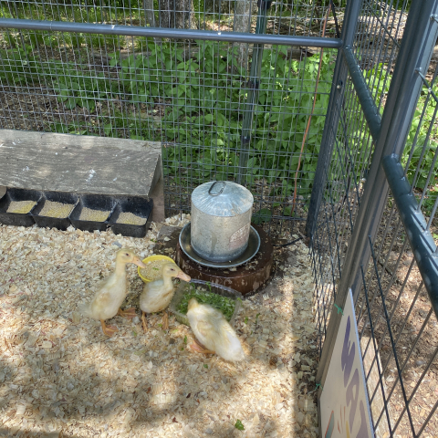 June 5. We moved the ducklings to the duck run.
