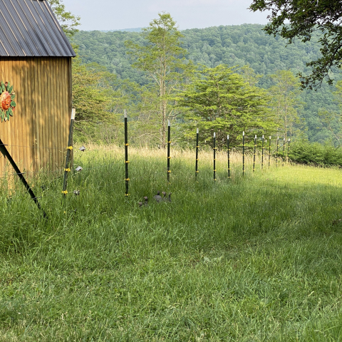 June 6. Yes, those are Guineas in the center of the frame exploring the farm!