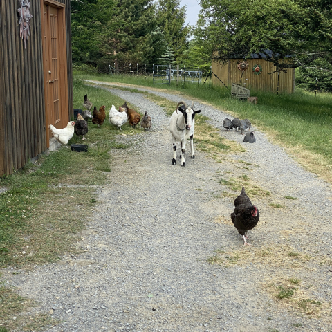 The Menagerie.