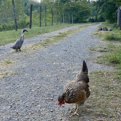 Louise (Cream Legbar), Sandy (Runner) and Pearl Guineas in distance.