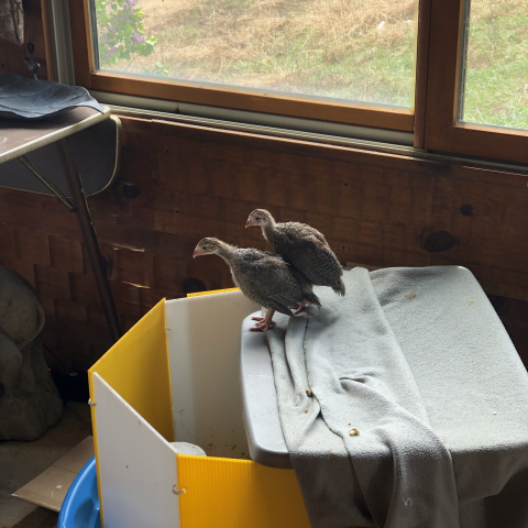 May 4. Keets fly the porch coop.