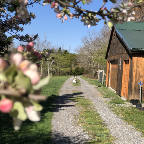 Dora stakes her claim that Spring has sprung.