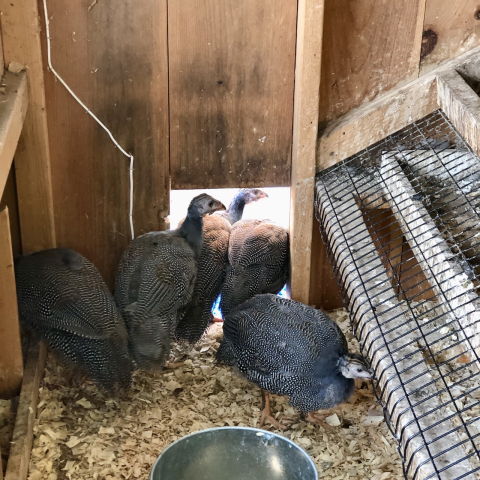 June 7. Guineas leaving the coop in the morning.