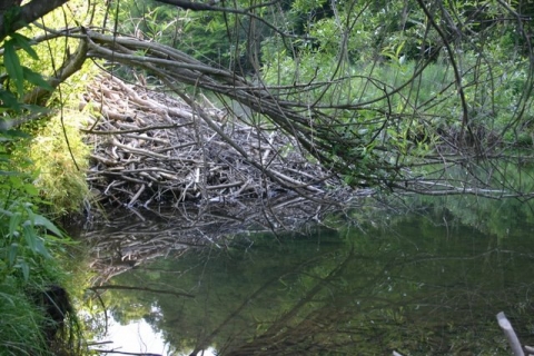 New beaver lodge
