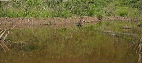 Beaver-engineered wetland lake