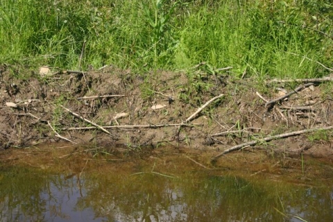 Mud creates "living" dam