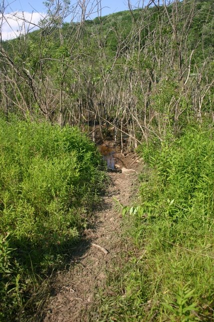 Beaver drag-trail from new lodge to lake