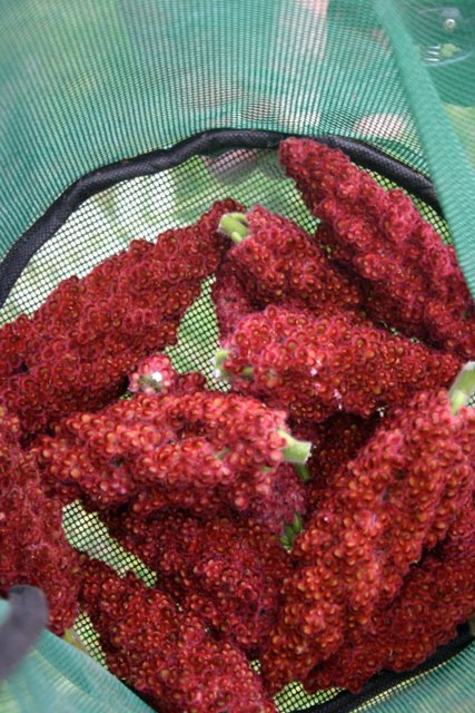 Staghorn Sumac fruit