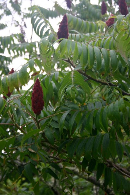 Staghorn Sumac