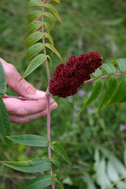 Staghorn Sumac fruit