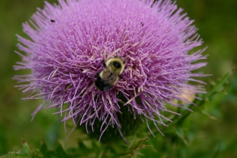 Bull thistle and bumblebee