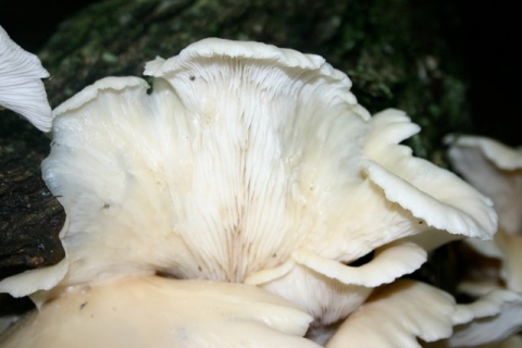 Oyster mushroom gills