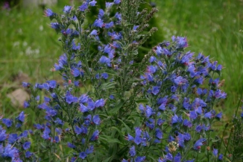 Viper's Bugloss