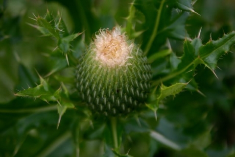 Bull thistle before bloom