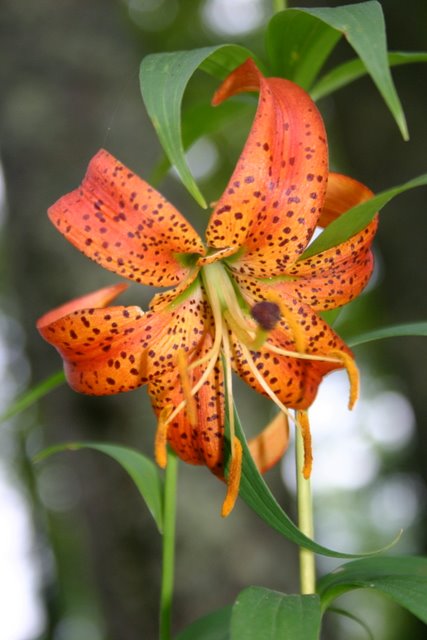 Turk's Cap Lily