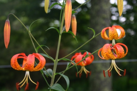 Turk's Cap Lily