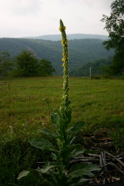 Common Mullein
