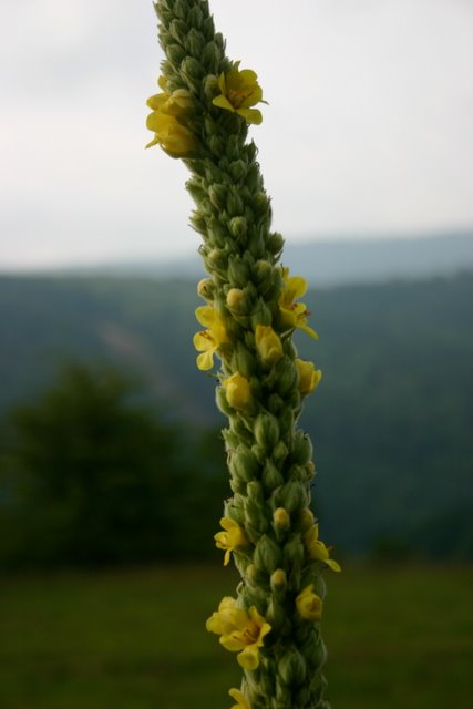 Common Mullein