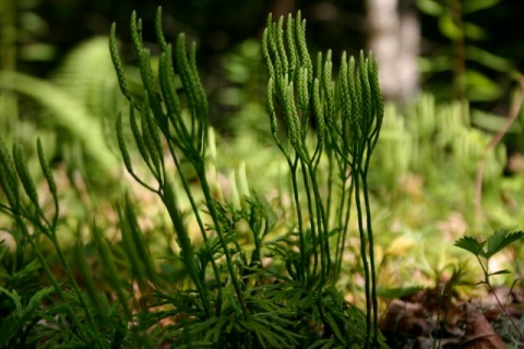 Lycopodium