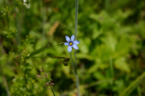 Blue-eyed Grass