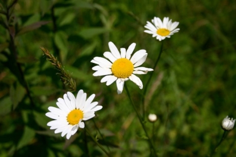 Oxeye Daisy