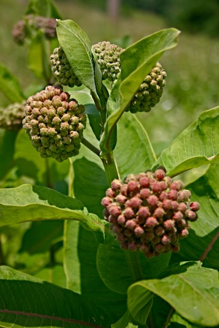 Common Milkweed