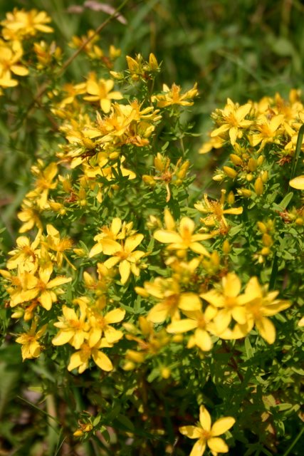 St. John's Wort